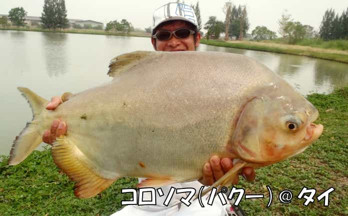 コロソマ　
