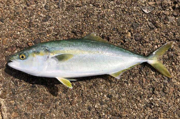 青物