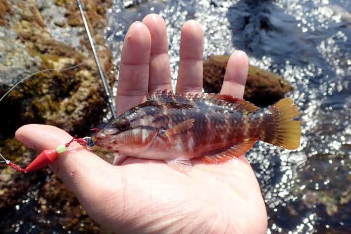 ベラ キュウセン 性転換 魚