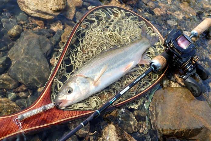 ウグイ　ルアー釣り　