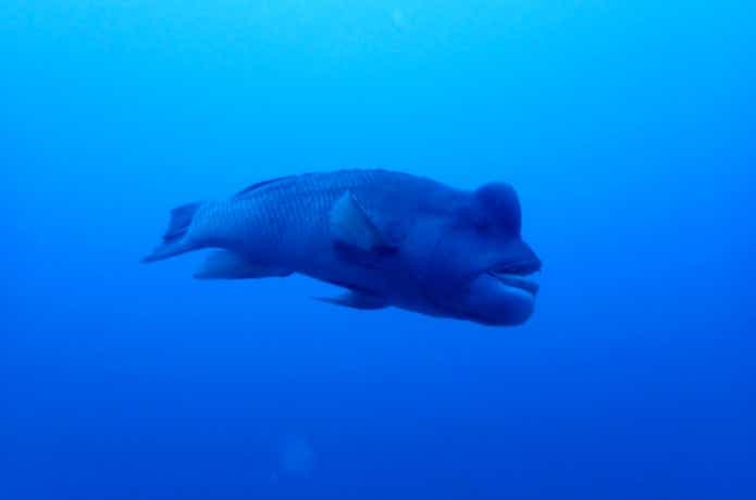 コブダイ　性転換する魚