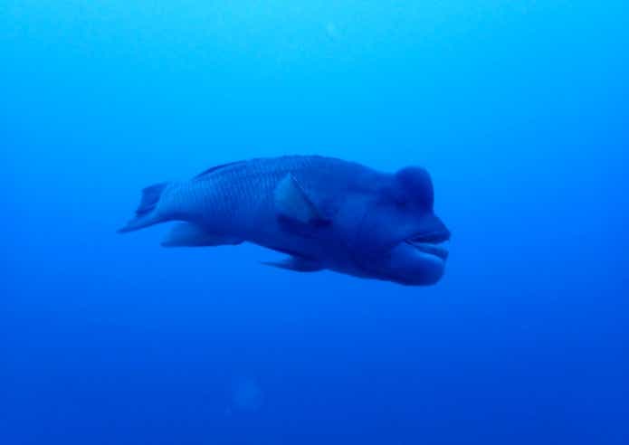 性転換 魚 コブダイ オス