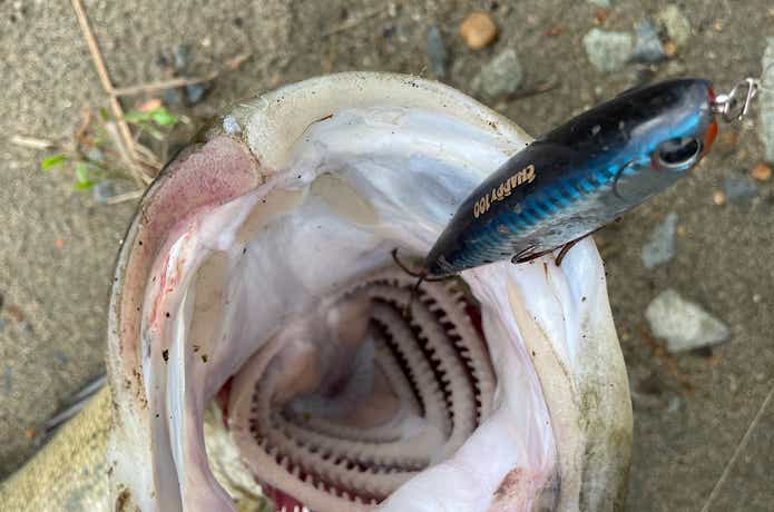 シーバスをトップで釣るコツ