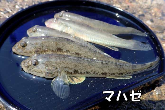 石ゴカイ 釣れる魚