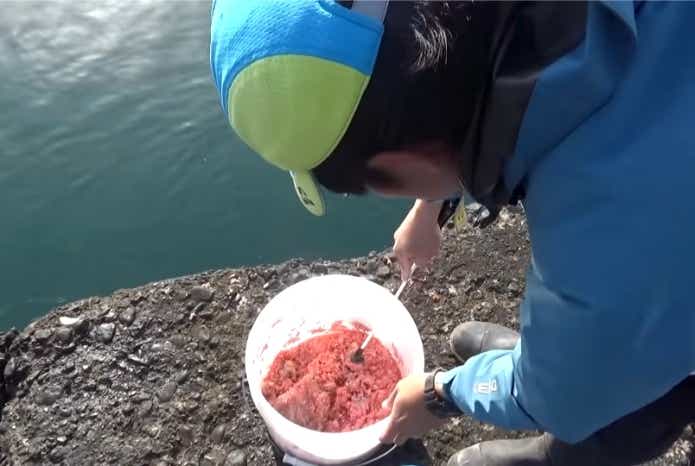 オキアミ　アミエビ　使う　量