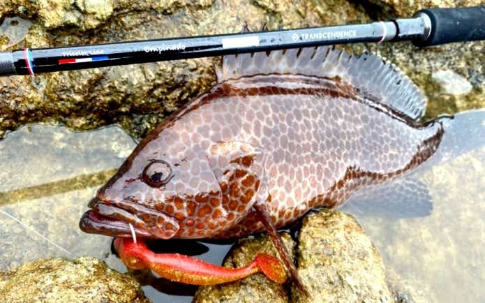 オオモンハタ 性転換 魚