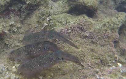 アオリイカの画像