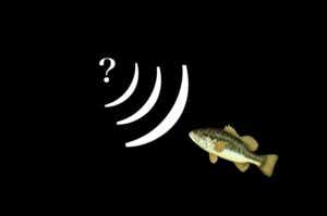 バス釣りの音