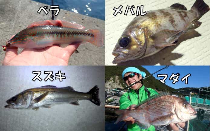 アオイソメ 釣れる魚