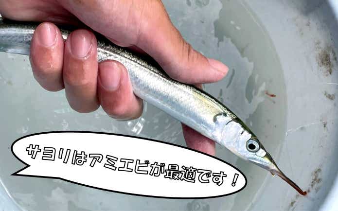 アミエビ　刺し餌