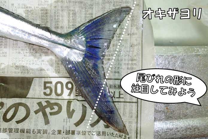 オキザヨリ　ヒレ　ダツ　見分け方