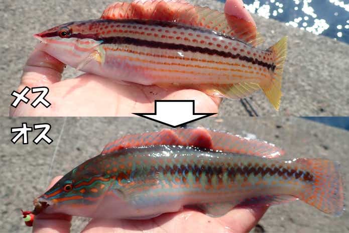 キュウセン 性転換 魚