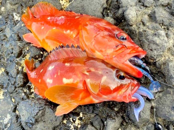 アカハタ 性転換