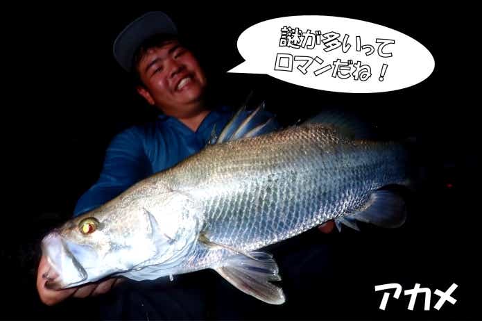 アカメ 釣り 性転換