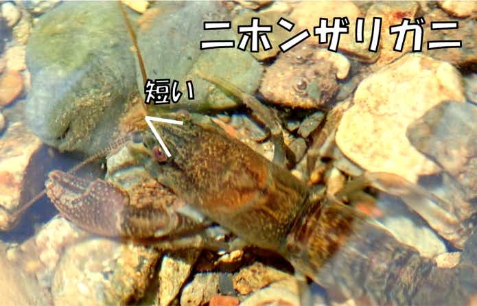 ニホンザリガニ見分け方