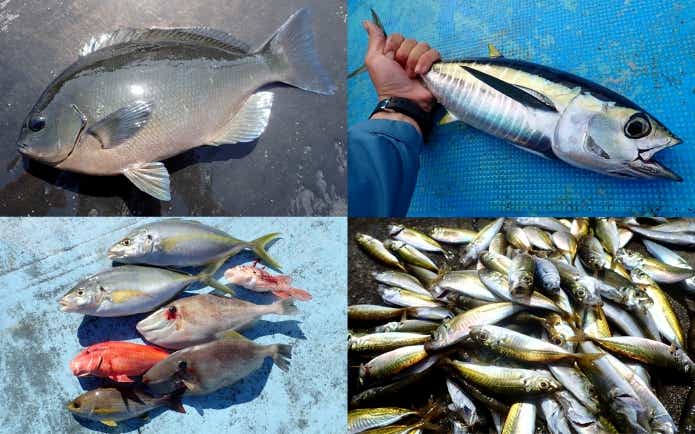 オキアミ　釣れる　魚