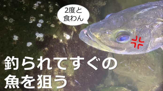 魚の狙い方_センメイ