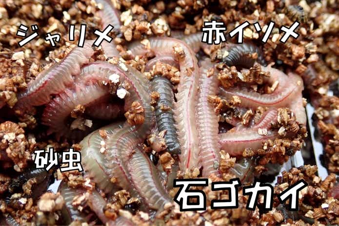 石ゴカイ