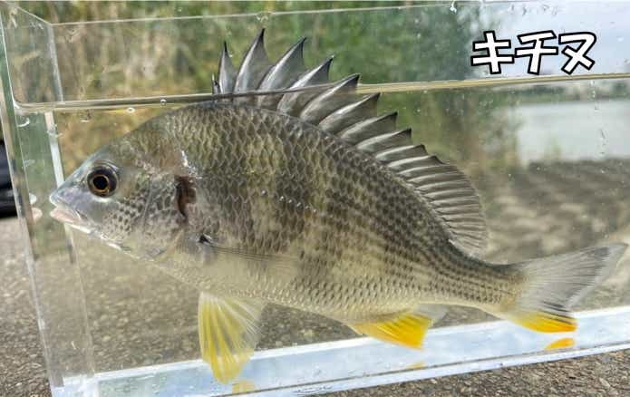 キチヌ 性転換