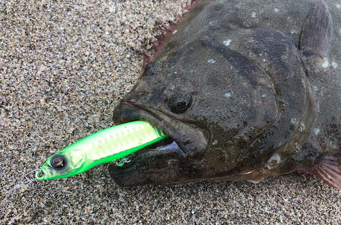 シンキングペンシルで釣ったヒラメ