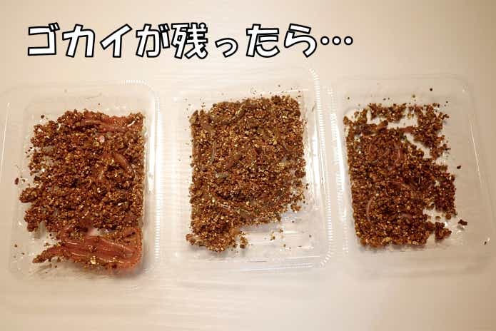 ゴカイ 保管方法