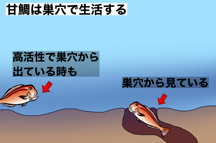 甘鯛の画像