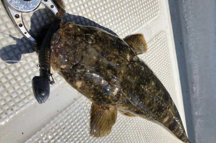 マゴチの釣果