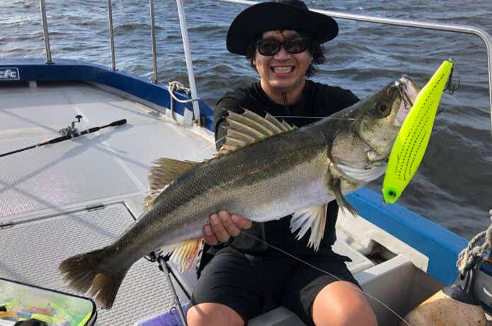 シーバスの釣果