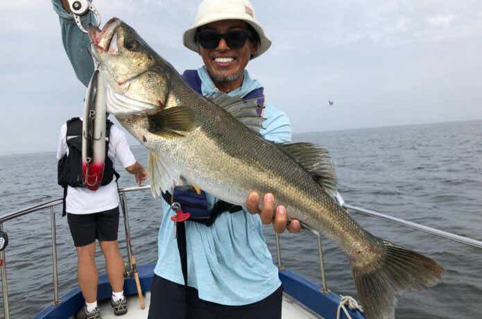 シーバスの釣果