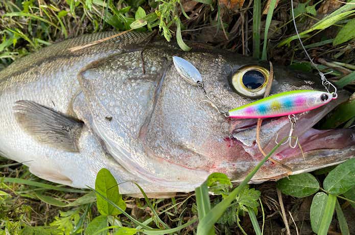 マスクドスピンの釣果