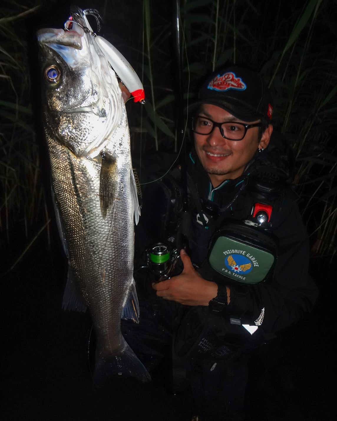 シーバスの釣果