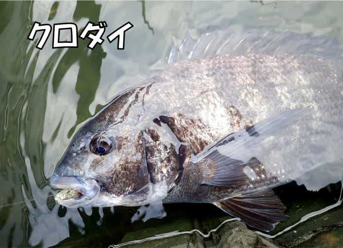 クロダイ 性転換
