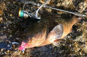 ショアラバ超入門！これは釣れないわけがない。釣れる魚&使い方を詳しく解説します | TSURI HACK[釣りハック]