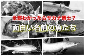 面白い名前の魚