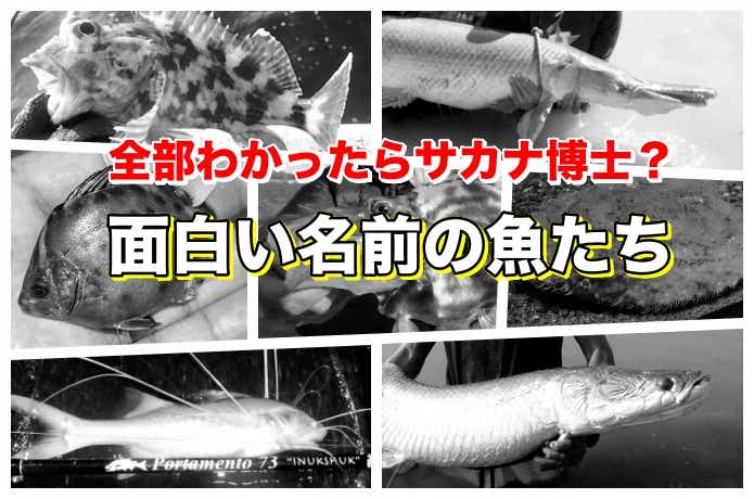 面白い名前の魚