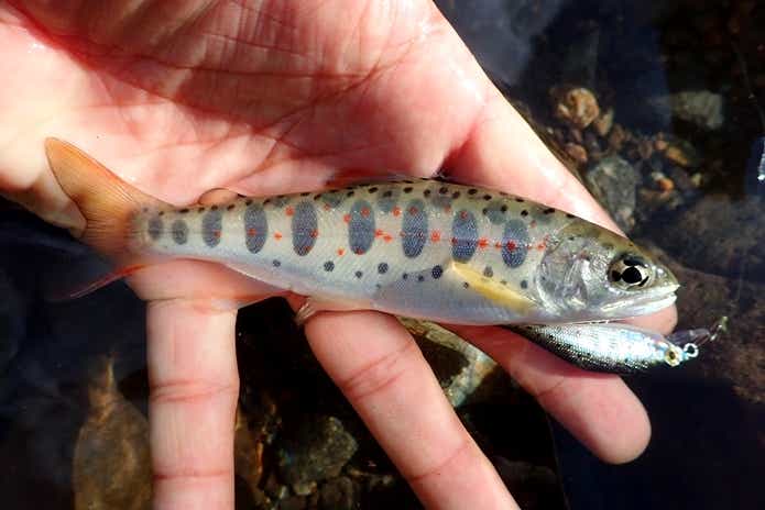川　ルアー釣り　アマゴ