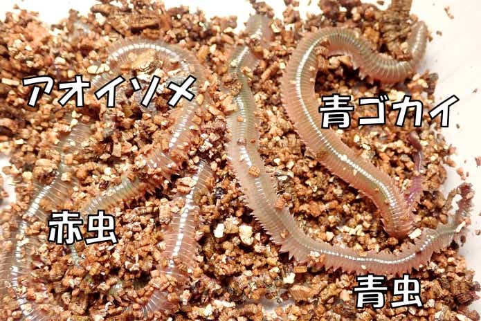 アオイソメ ゴカイ