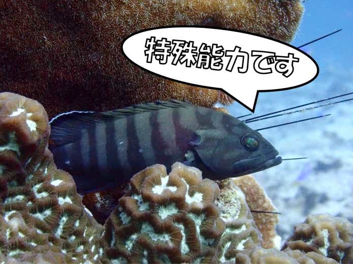 性転換 魚 ハタ