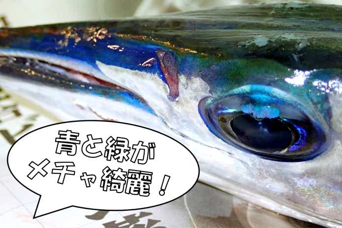 エメラルドグリーン　ダツ　目