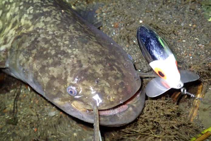 川ルアー釣り　ナマズ