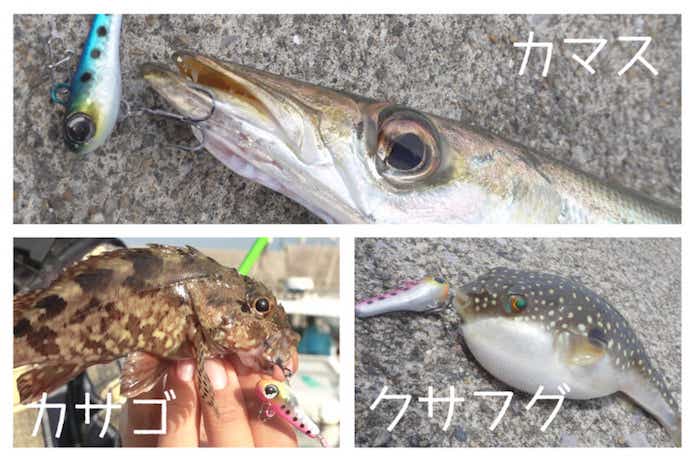 グッドミールスピンで釣れる魚