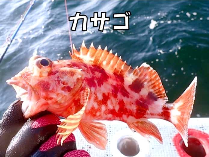 カサゴ