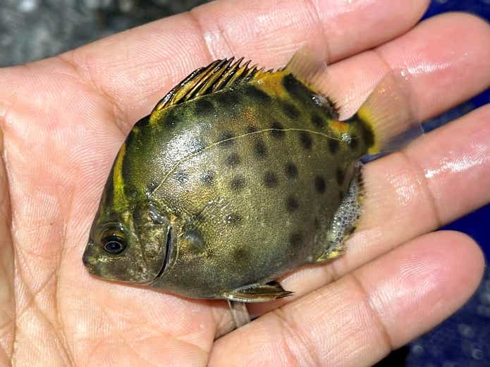 クロホシマンジュウダイ 名前が面白い魚