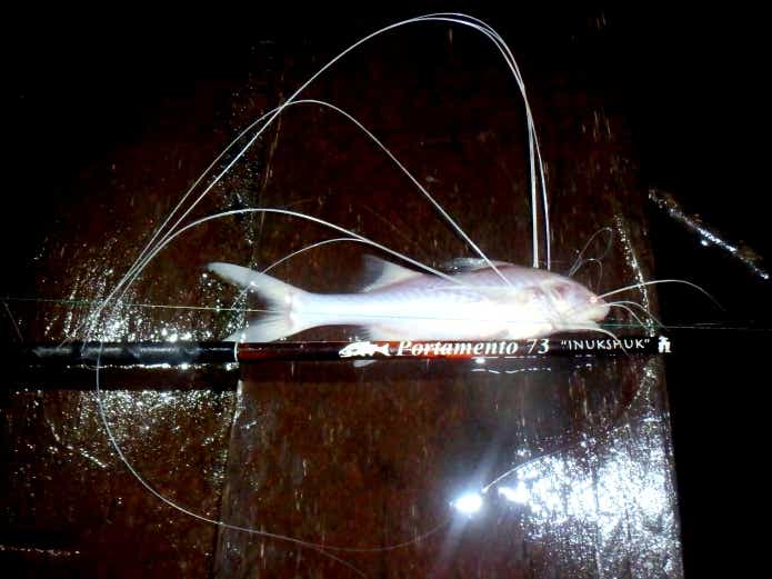 スレッドフィンパラダイス 面白い名前の魚
