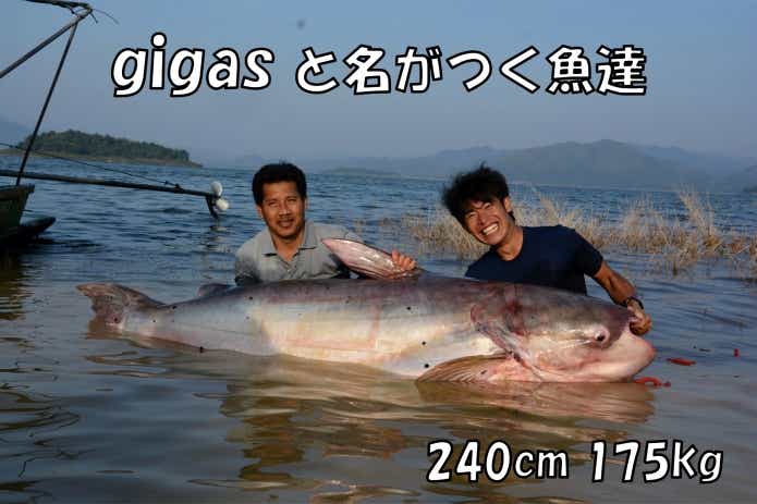 パンガシアノドン ギガス 面白い名前の魚