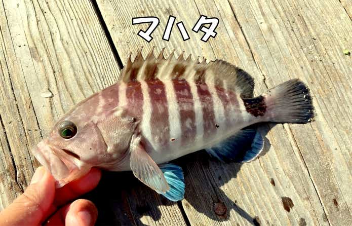 マハタ