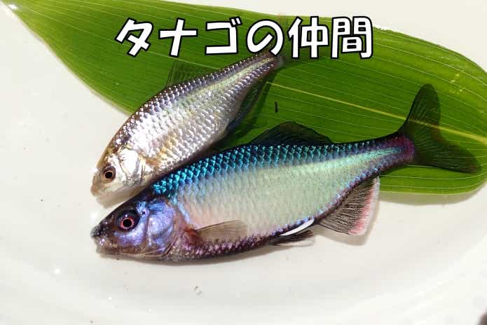 タナゴ