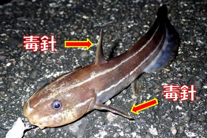 ゴンズイ 堤防 定番 毒魚