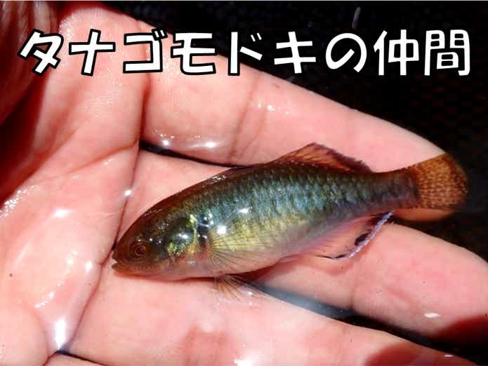 タナゴモドキ 面白い名前の魚