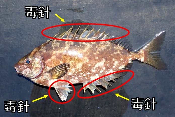 アイゴ 毒魚